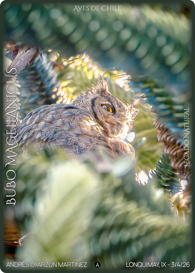 Búho magallánico (Bubo magellanicus) en Lonquimay — foto de Andrés Oyarzún Martínez