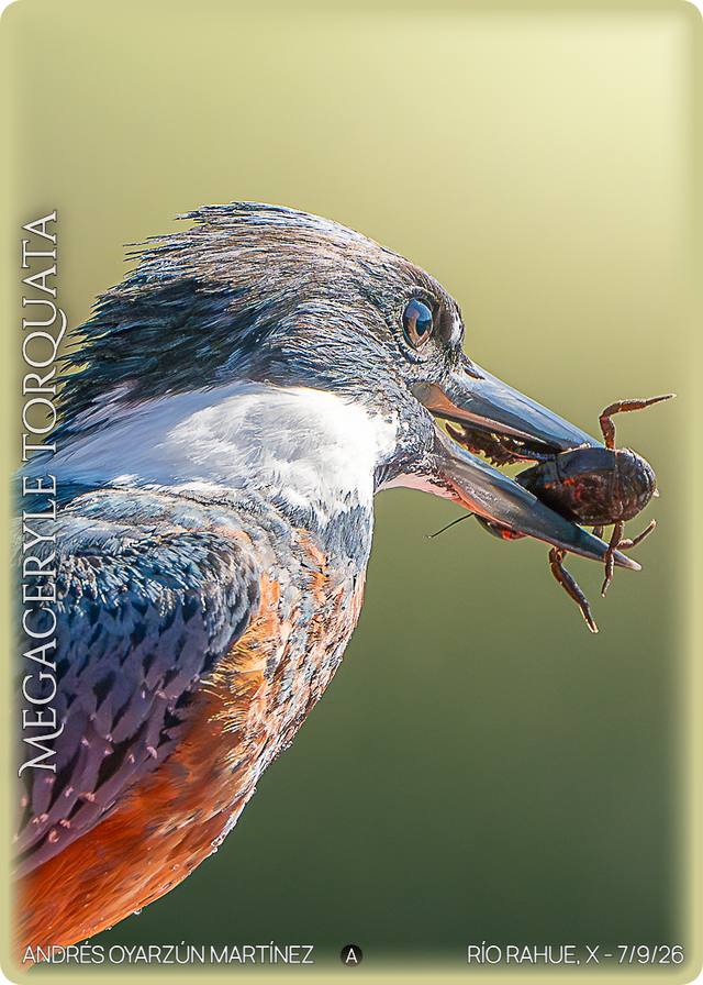 Martín pescador (Megaceryle torquata) en el Río Rahue — foto de Andrés Oyarzún Martínez