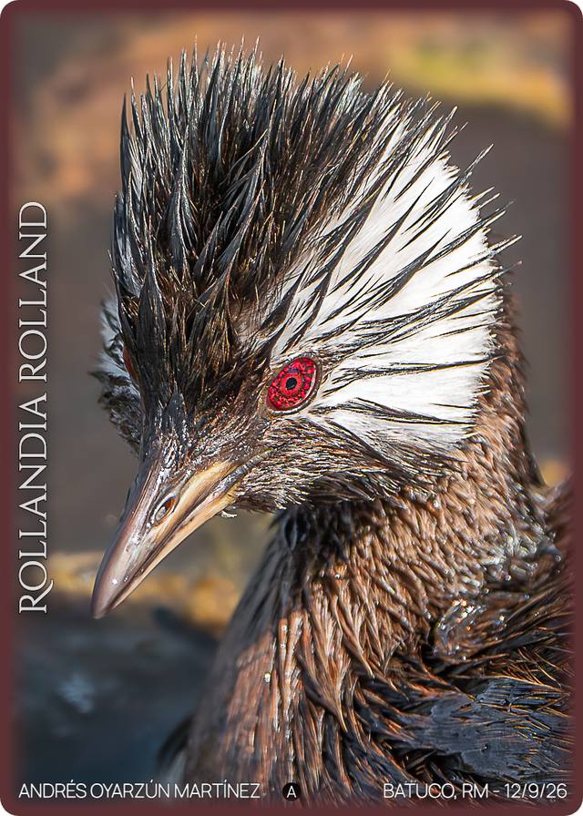 Pimpollo (Rollandia rolland) en el humedal de Batuco — foto de Andrés Oyarzún Martínez